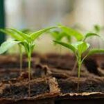 3 Reasons why growing plants are great stress relief